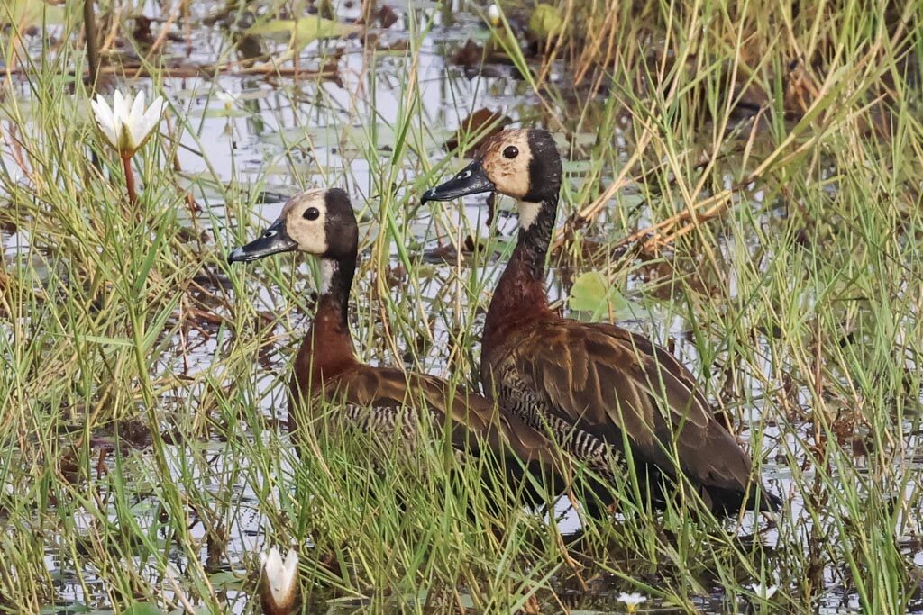 White-faced Whistling-Ducks