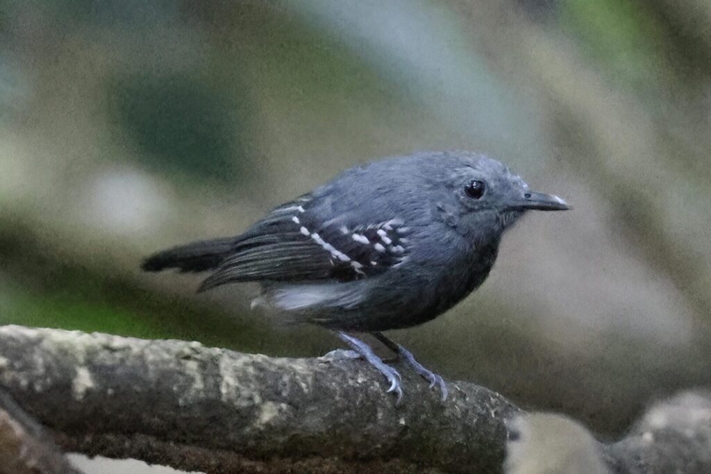 White-flanked Antwren