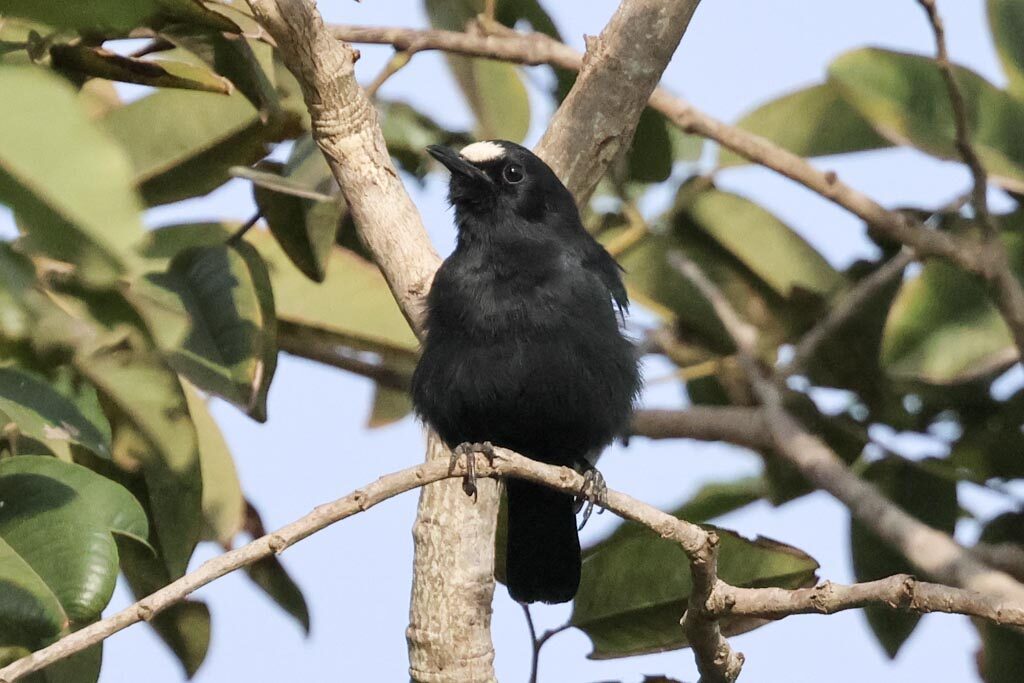 White-fronted Black Chat