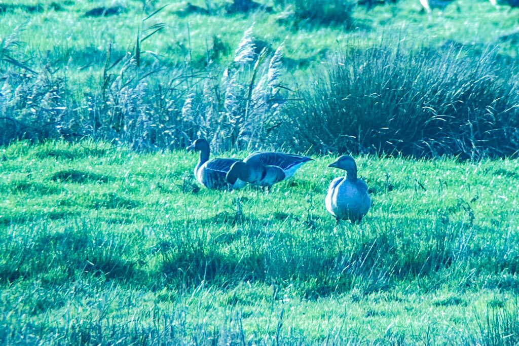 White-fronted Geese