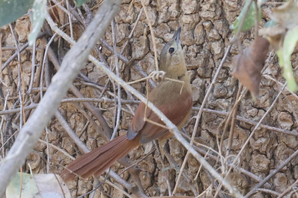 White-lored Spinetail