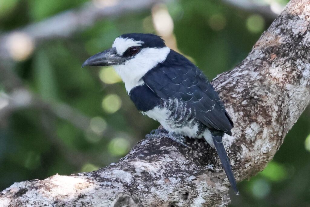 White-necked Puffbird