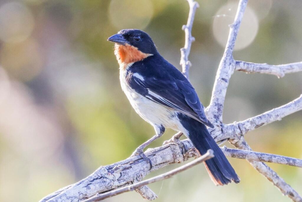 White-rumped Tanager