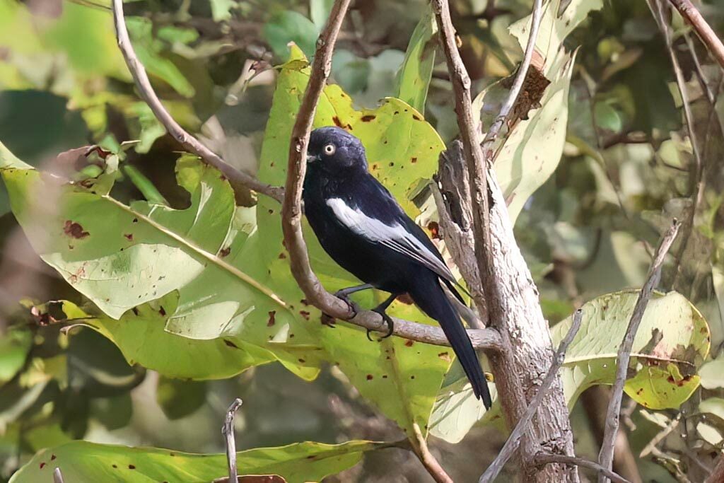 White-shouldered Black-Tit
