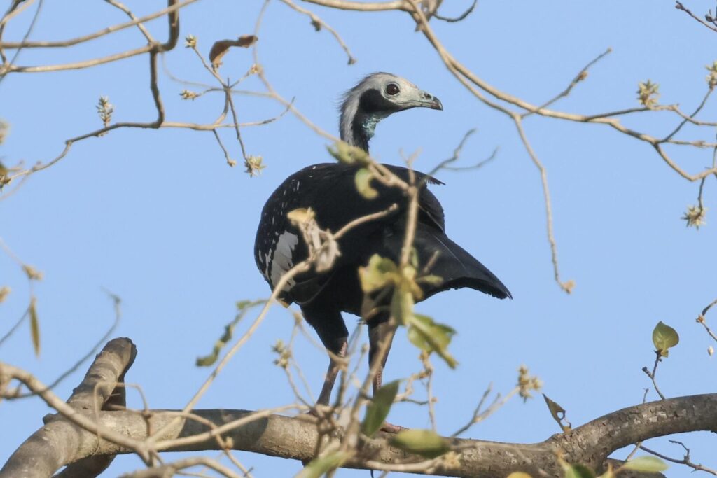 White-throated Piping Guan