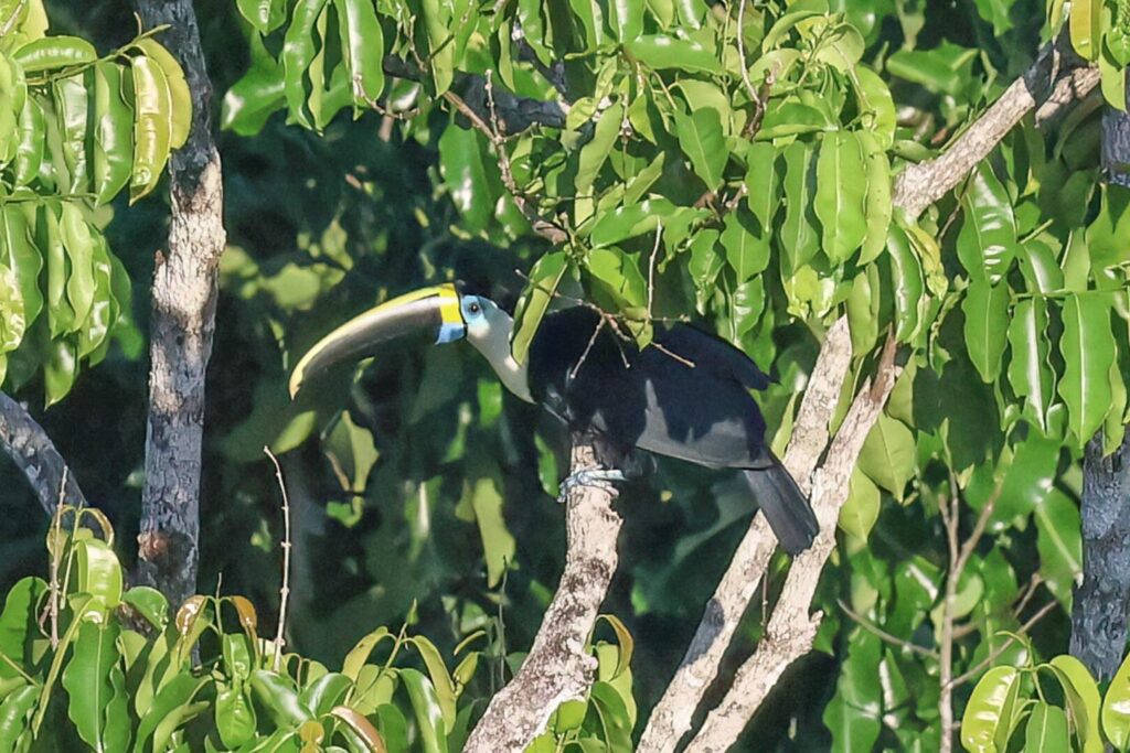 White-throated Toucan