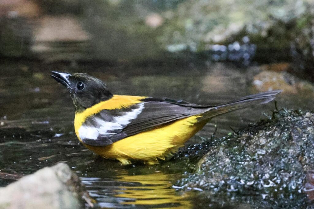 White-winged Shrike-Tanager