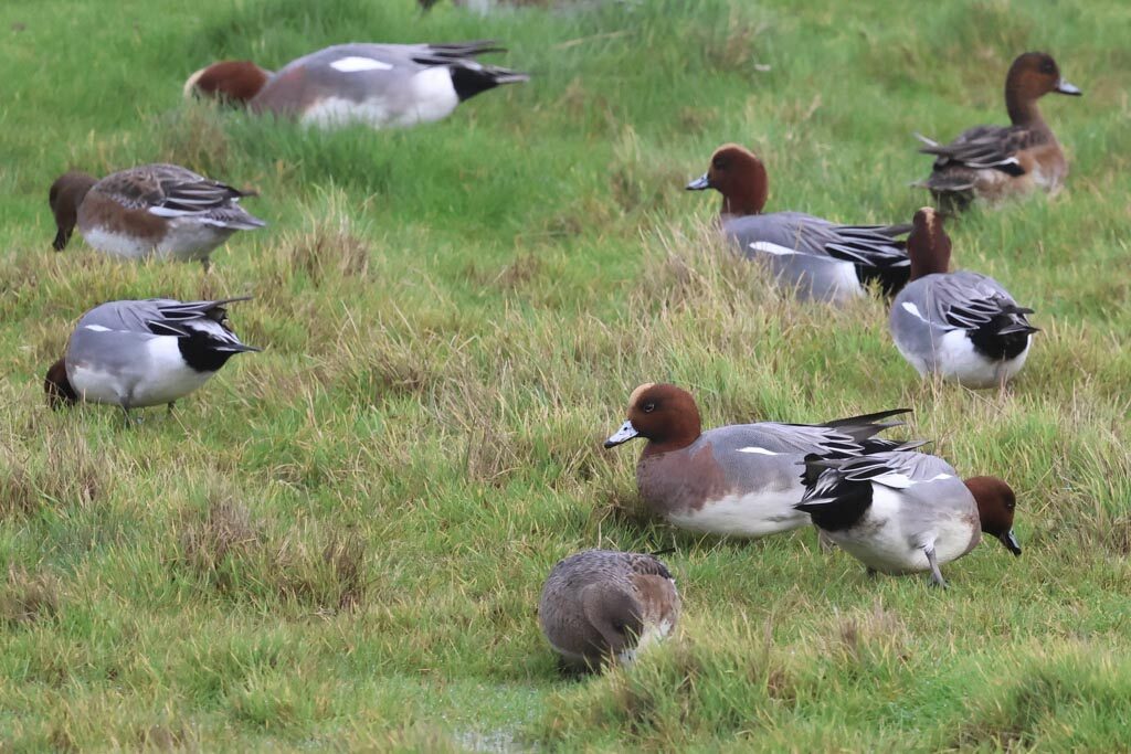 Wigeon