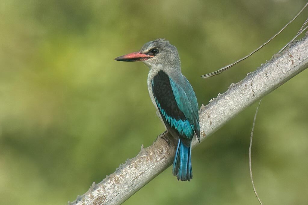 Woodland Kingfisher