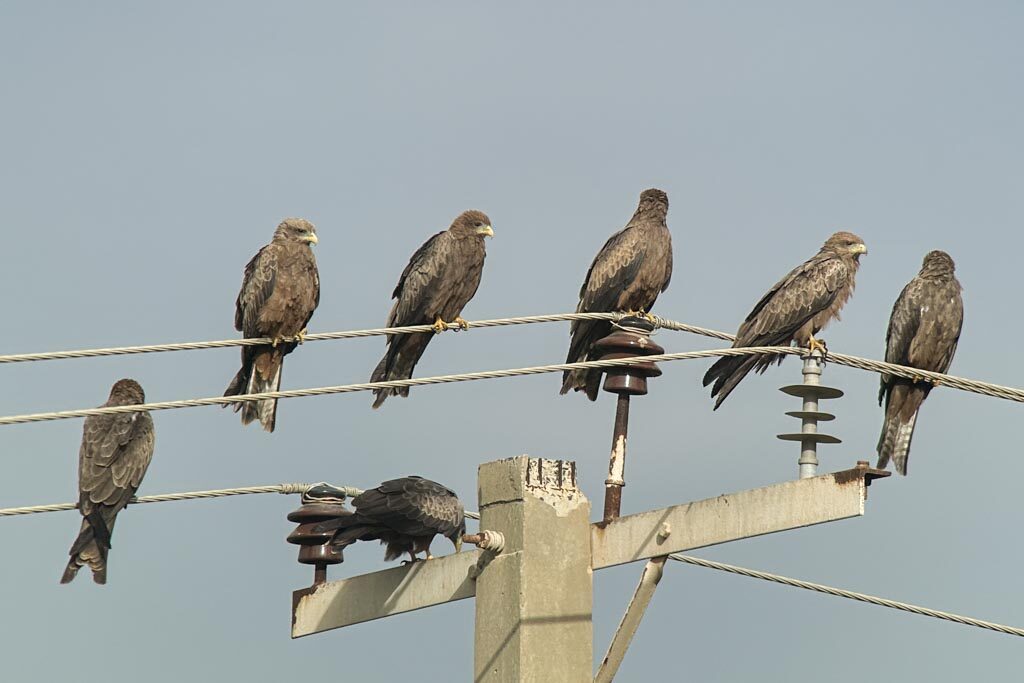 Yellow-billed Kites