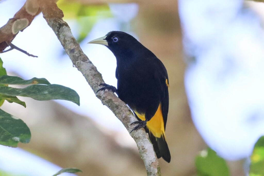 Yellow-rumped Cacique 