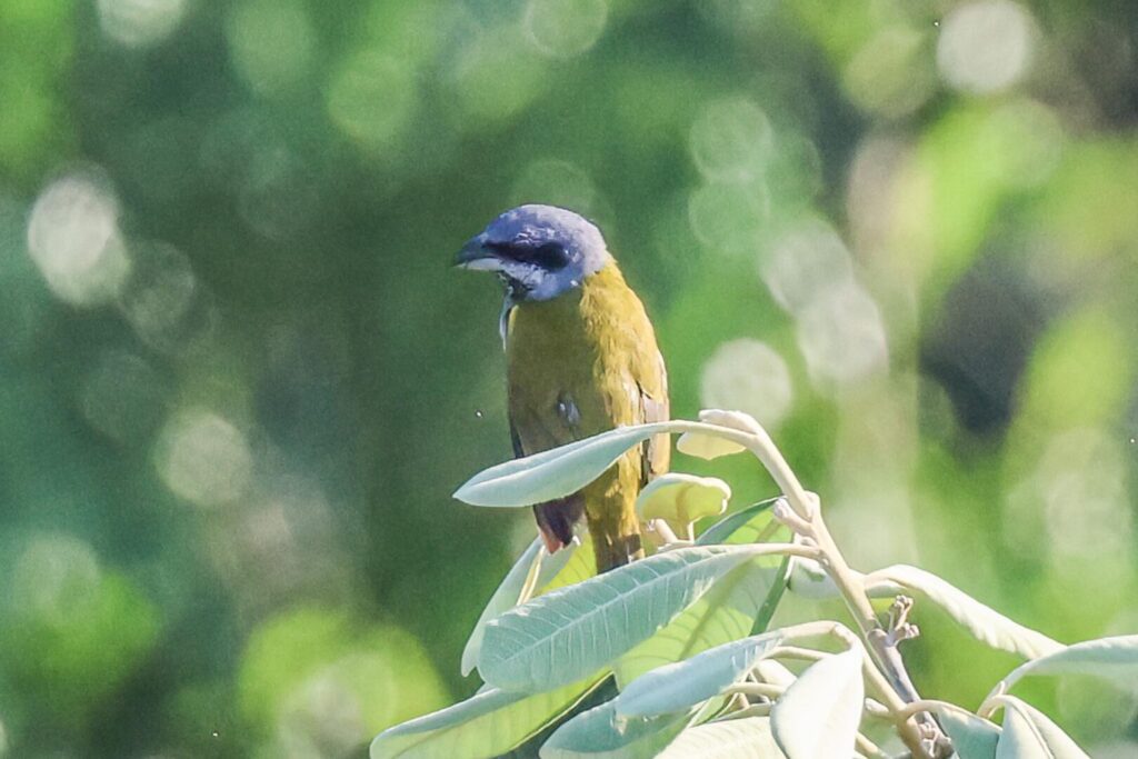 Yellow-shouldered Grosbeak