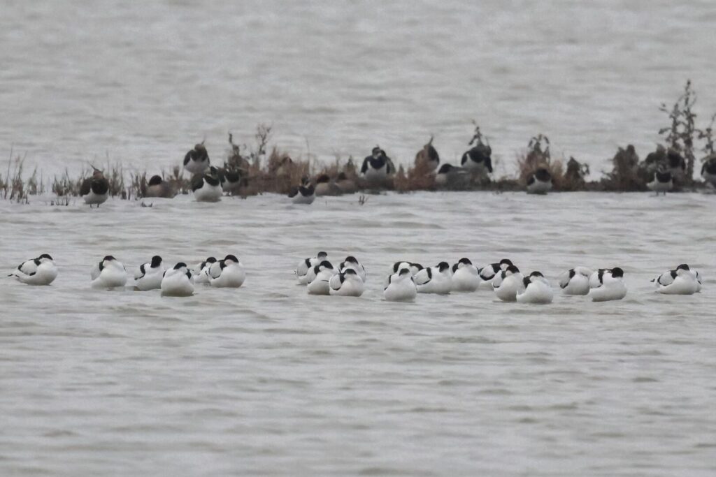 Avocets