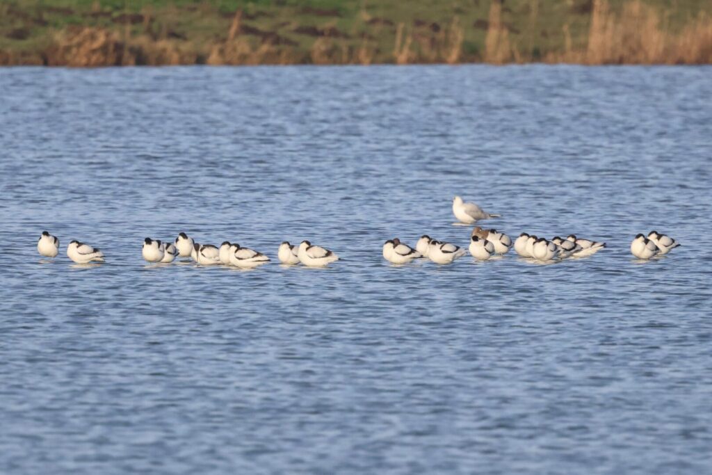 Avocets