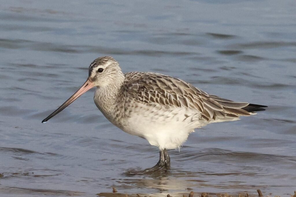 Bar-tailed Godwit