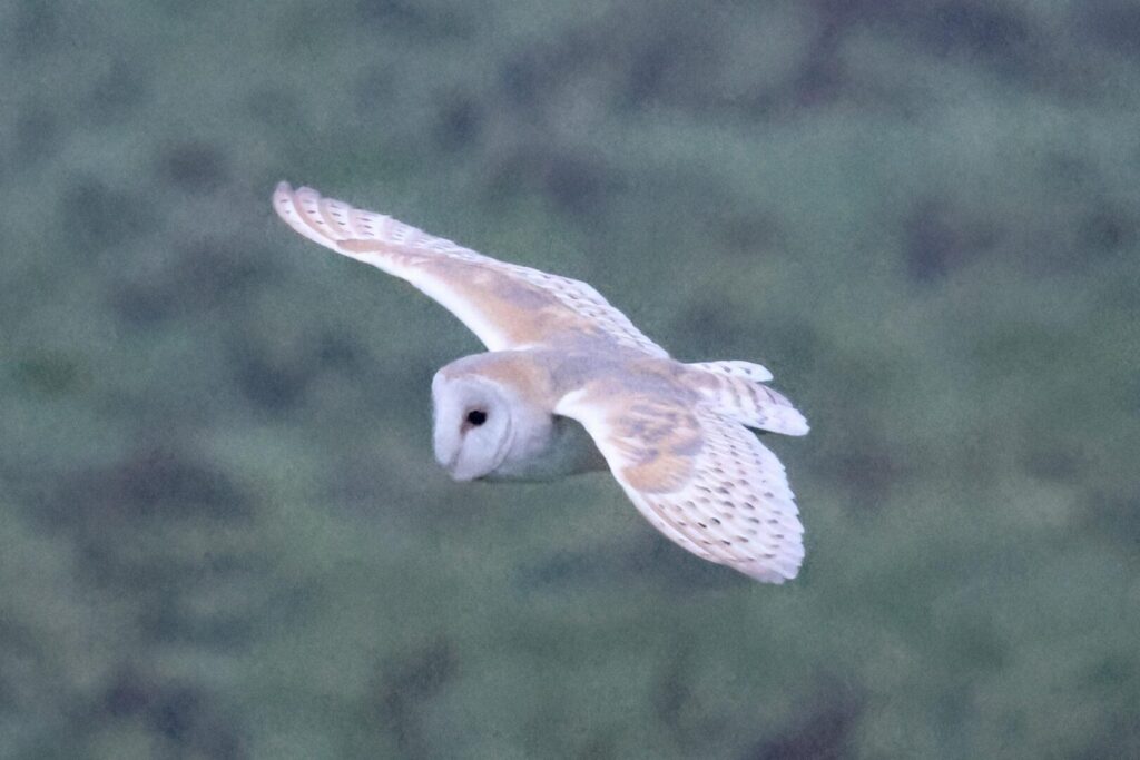 Barn Owl