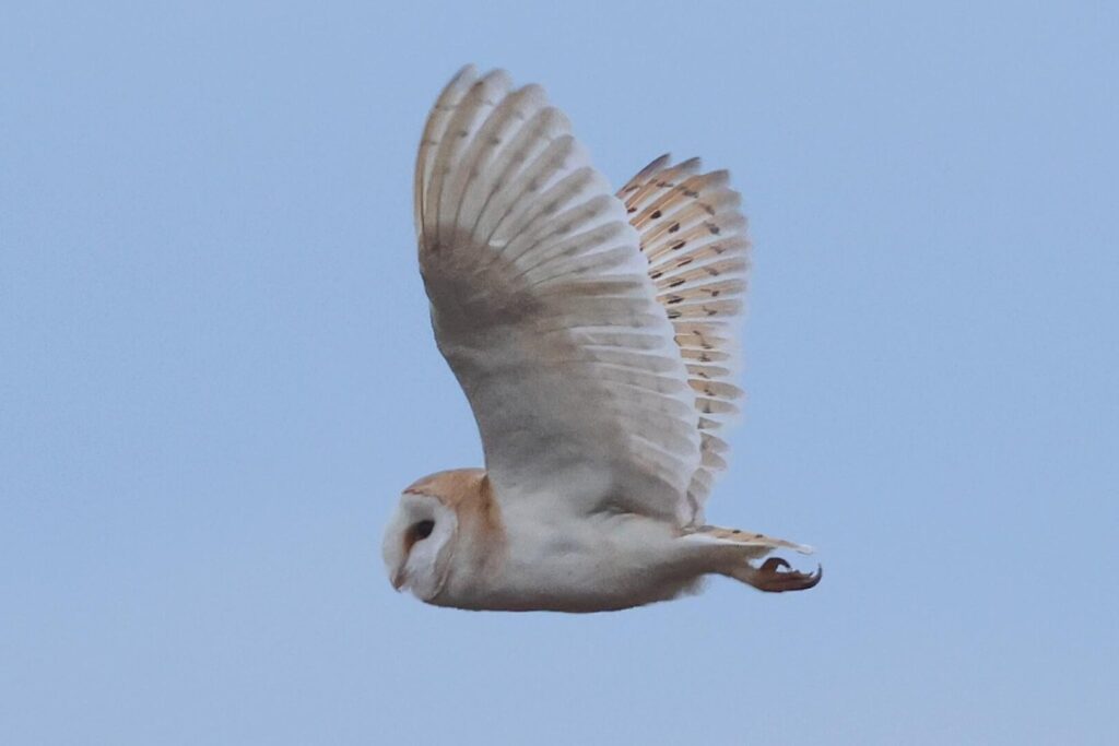 Barn Owl
