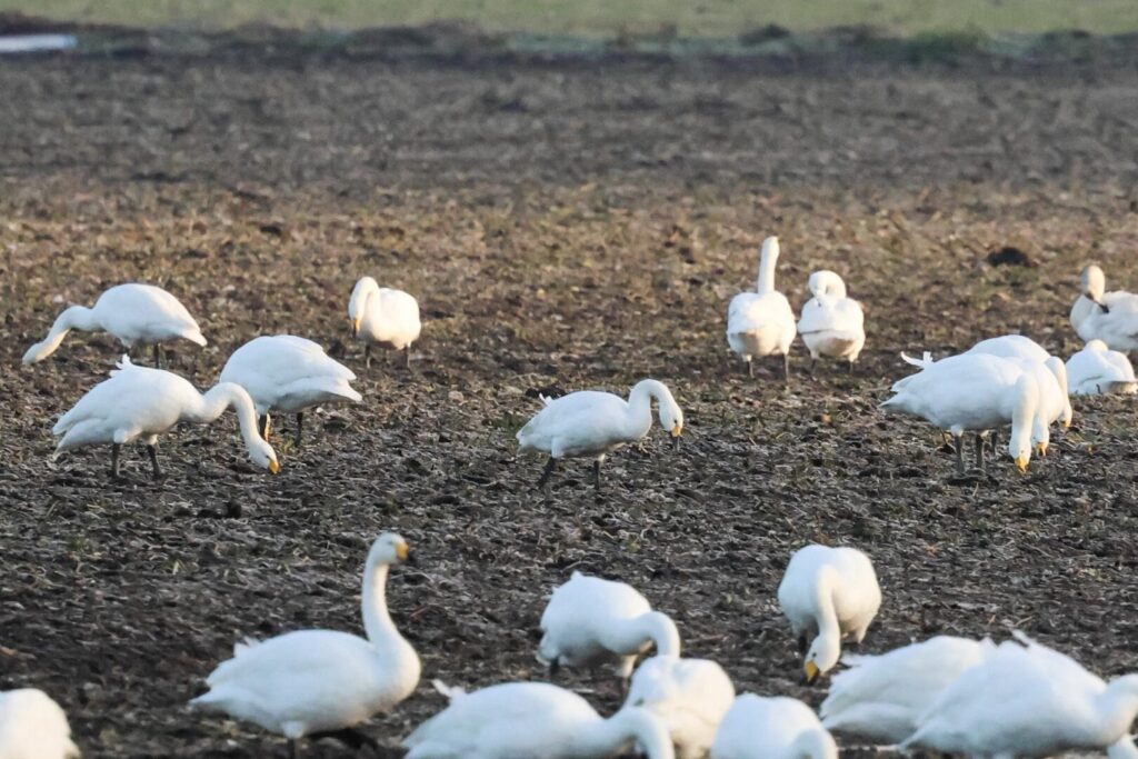 Bewick's Swan