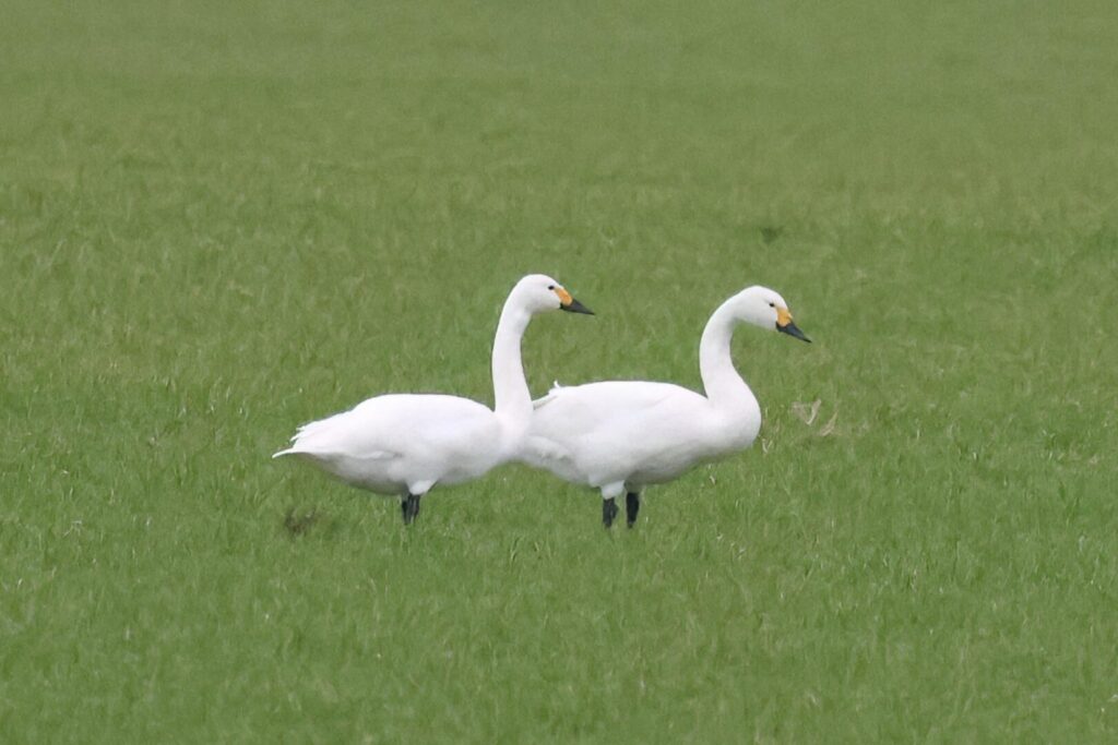 Bewick's Swans