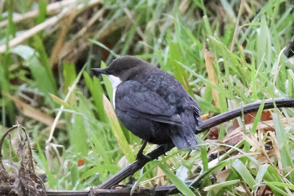 Black-bellied Dipper