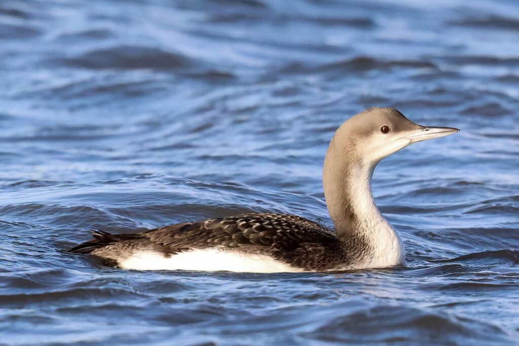 Black-throated Diver