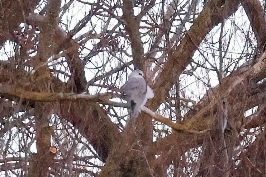 Black-winged Kite