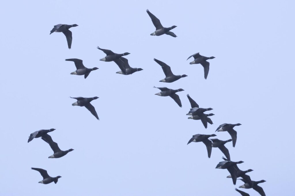Brent Geese