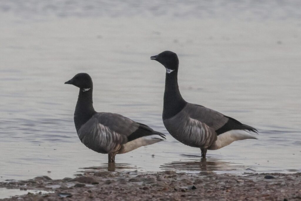 Brent Geese