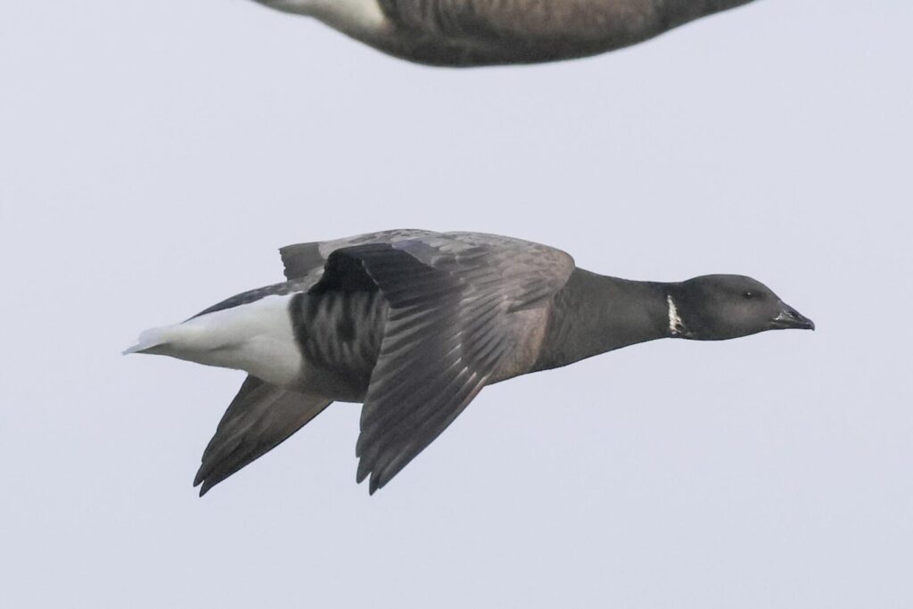 Brent Goose