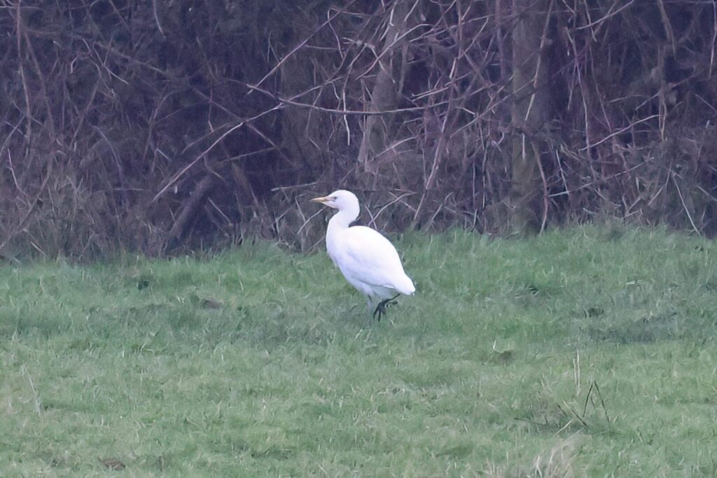 Cattle Egret