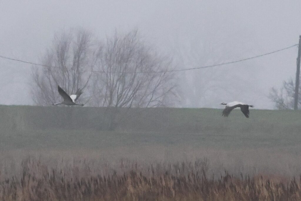 Common Cranes