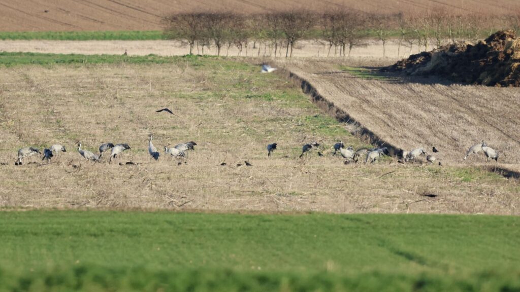 Common Cranes