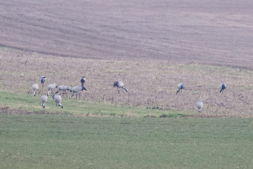 Common Cranes