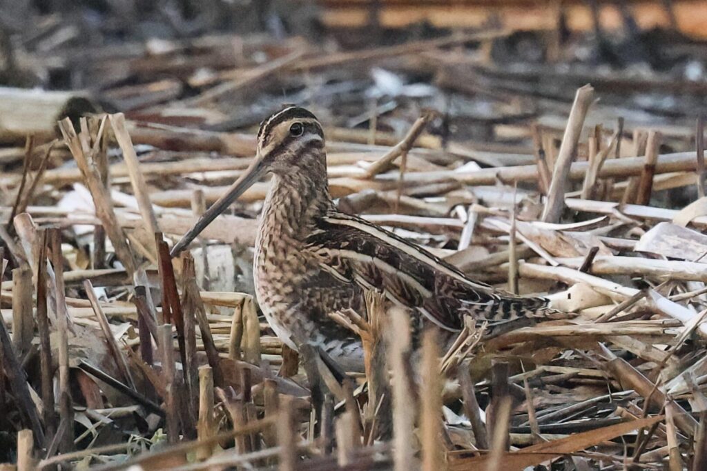 Common Snipe
