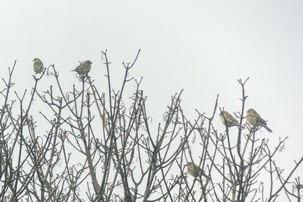 Corn Buntings