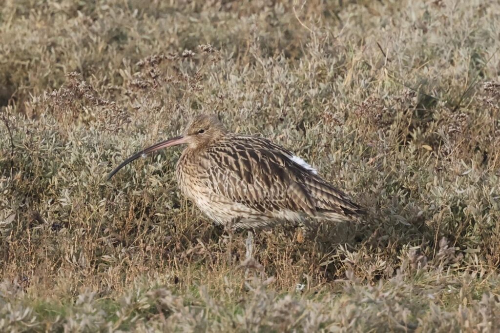 Curlew