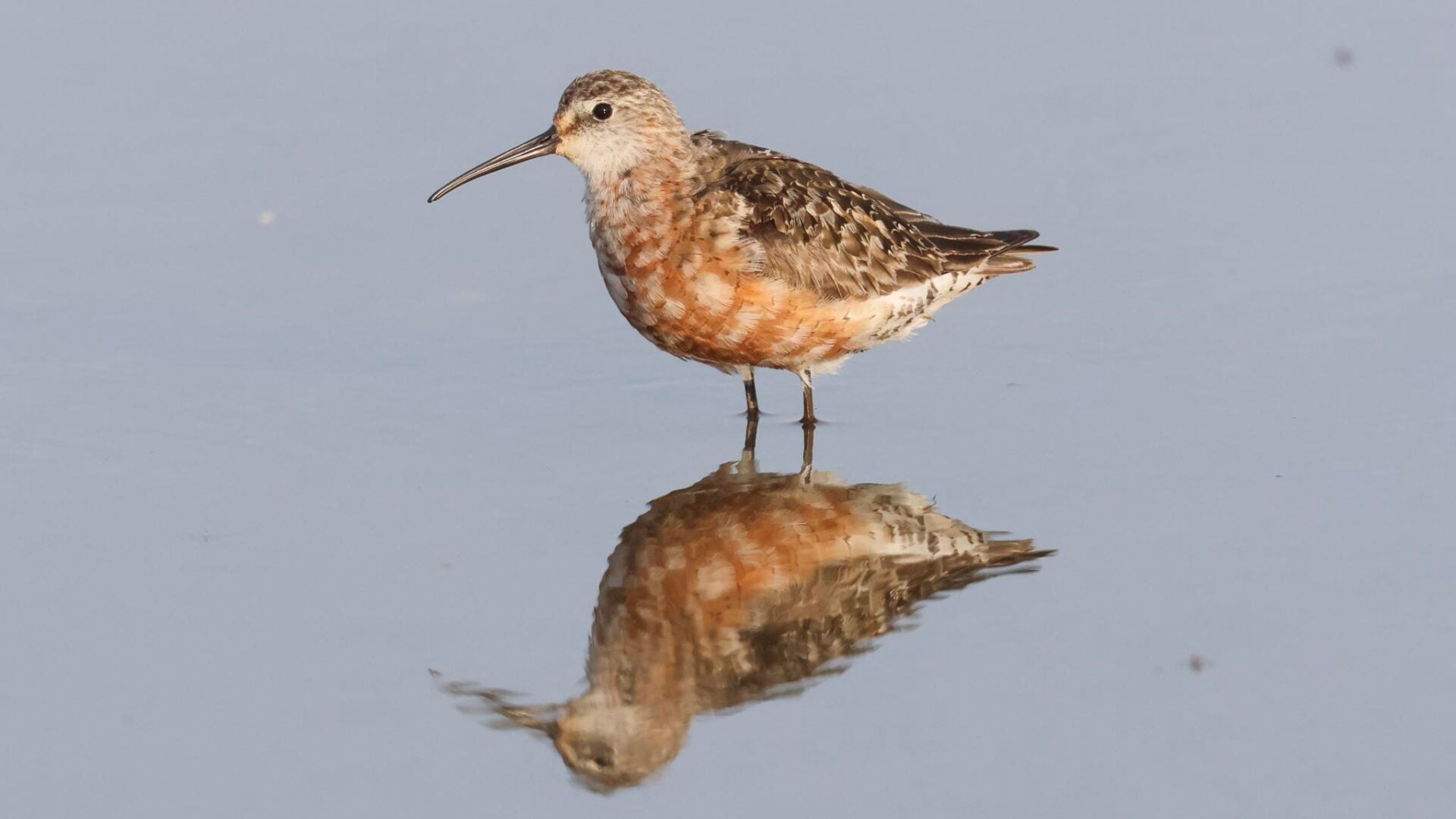 Curlew Sandpiper