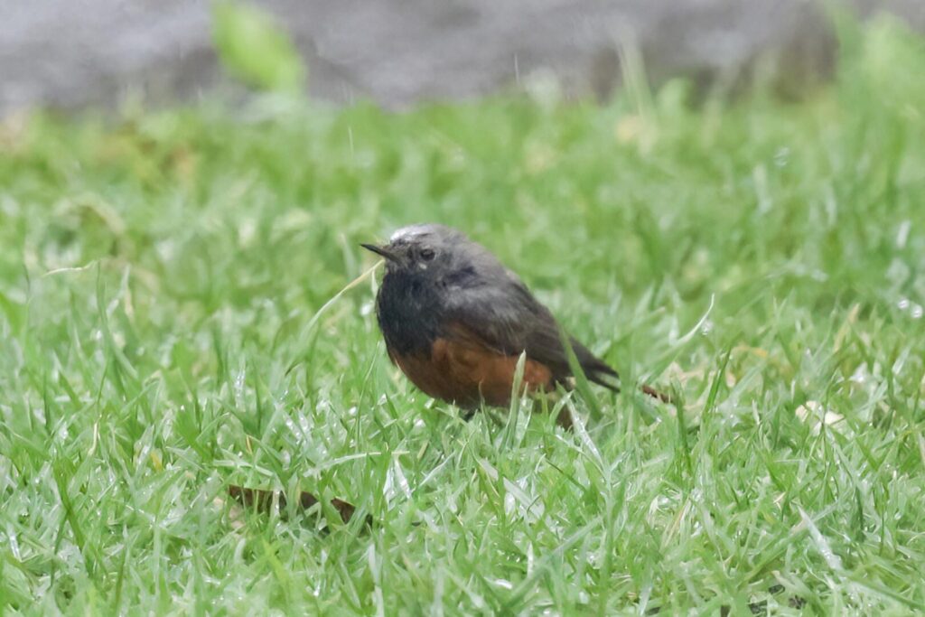 Eastern Black Redstart