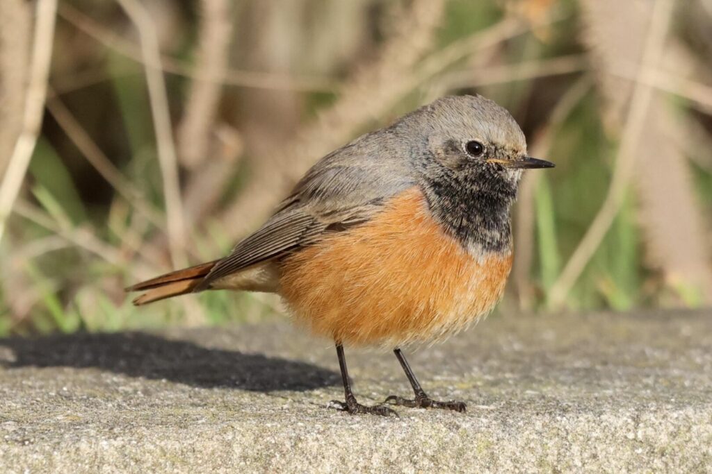 Eastern Black Redstart