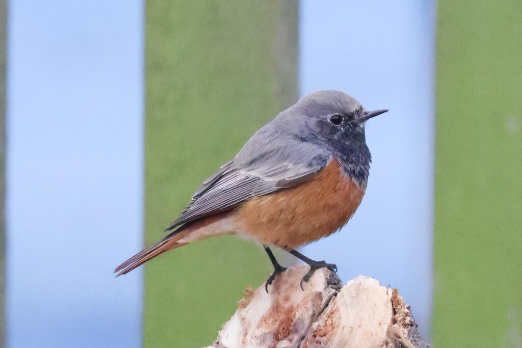 Eastern Black Redstart