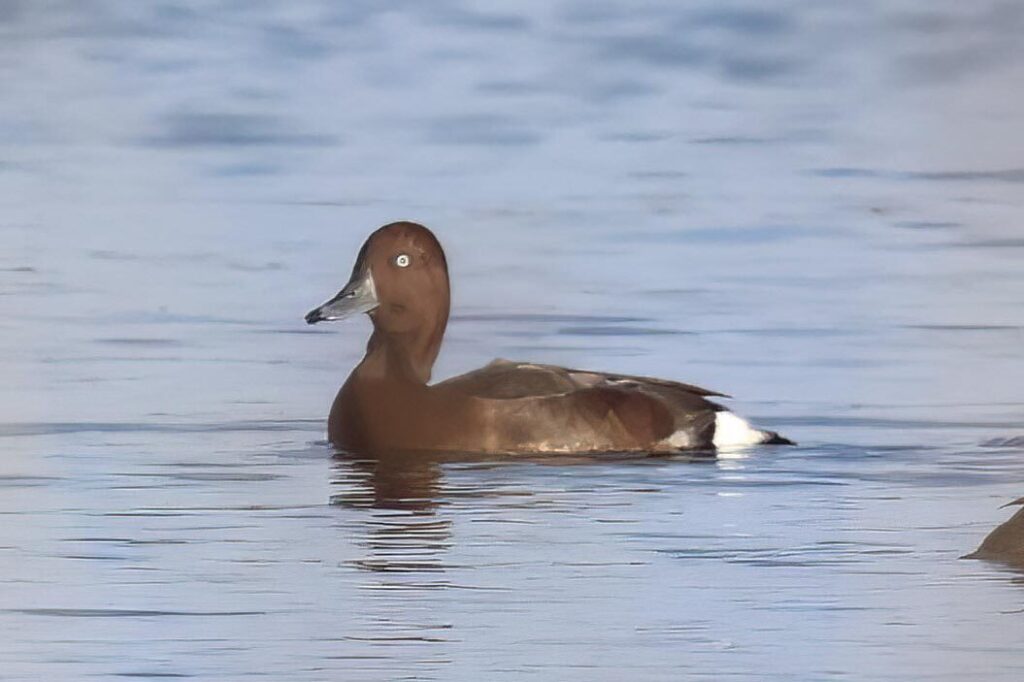 Ferruginous Duck
