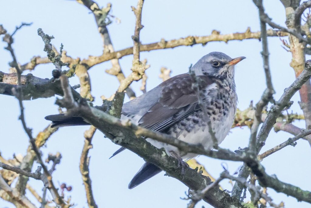 Fieldfare