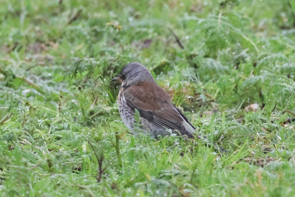 Fieldfare