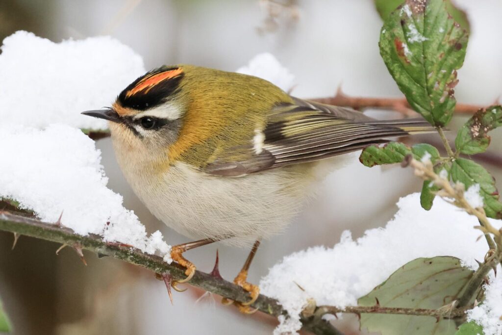 Firecrest