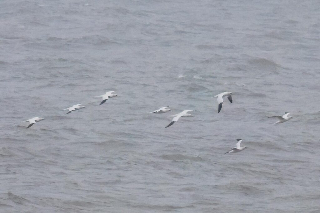 Gannets