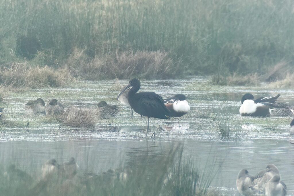 Glossy Ibis