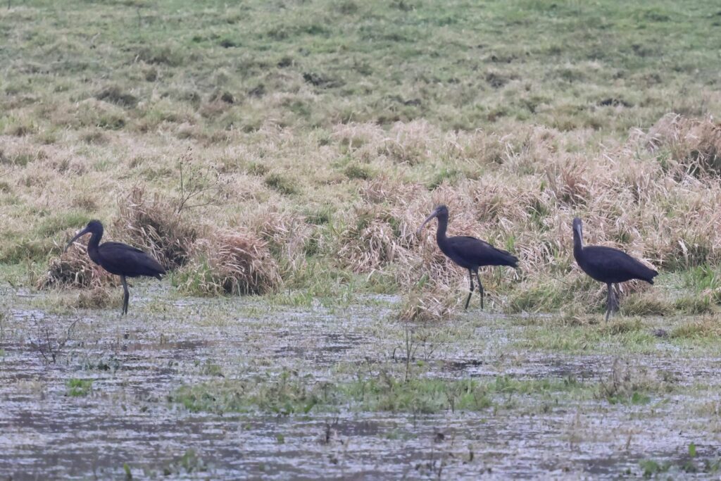 Glossy Ibis