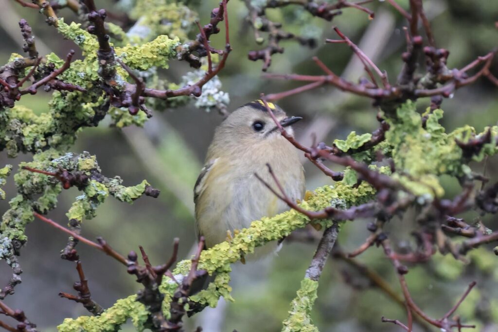 Goldcrest