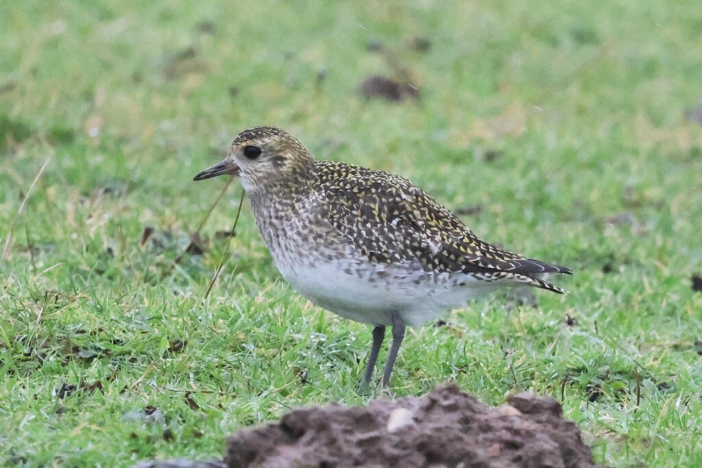 Golden Plover