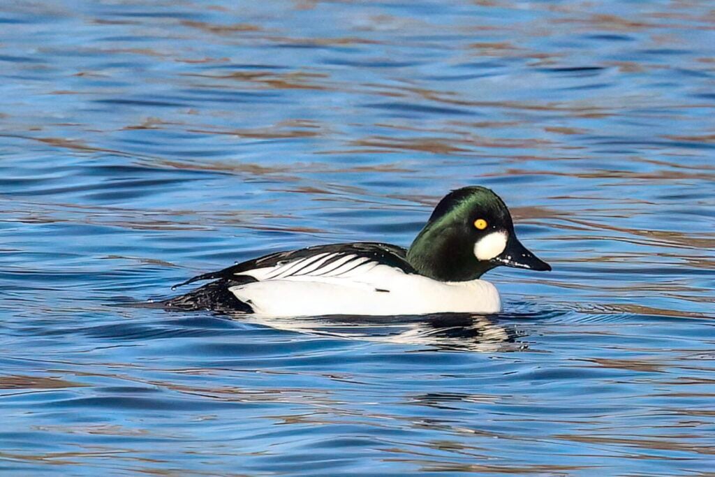 Goldeneye